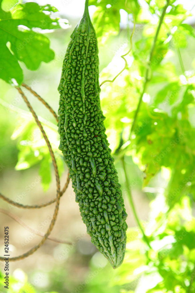 bitter melon bitter melon