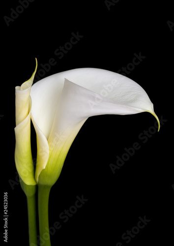 Fototapeta Naklejka Na Ścianę i Meble -  Calla Lilies