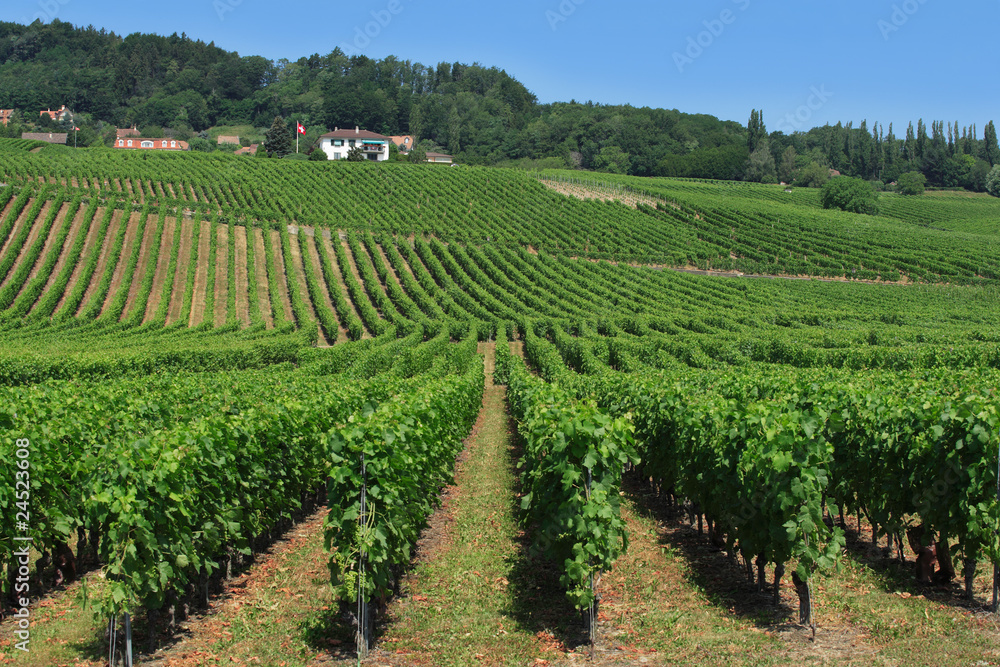 Swiss vineyards