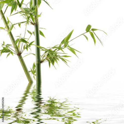 Tropical bamboo reflection
