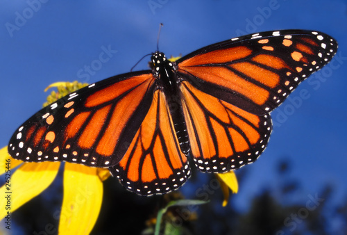Monarch Butterfly (Danaus plexippus) - Illinois