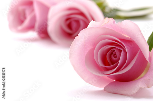 Fototapeta Naklejka Na Ścianę i Meble -  Beautiful pink roses on white