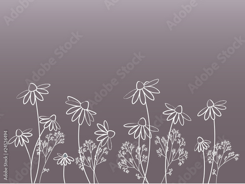 abstract  floral background with camomile