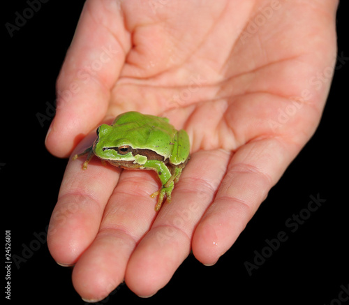 hyla arborea frog over hand, black background