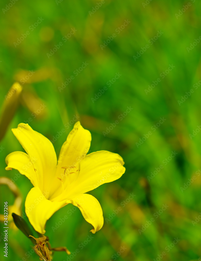 Fototapeta premium Yellow lily