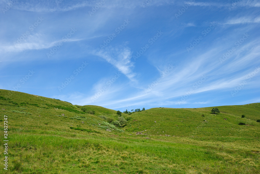 Fototapeta premium Pâturage