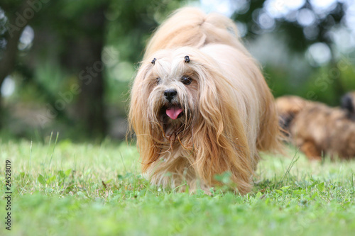 lhassa apso marchant de face