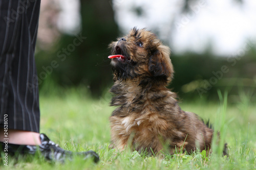 jeune lhassa apso au pied de sa maîtresse