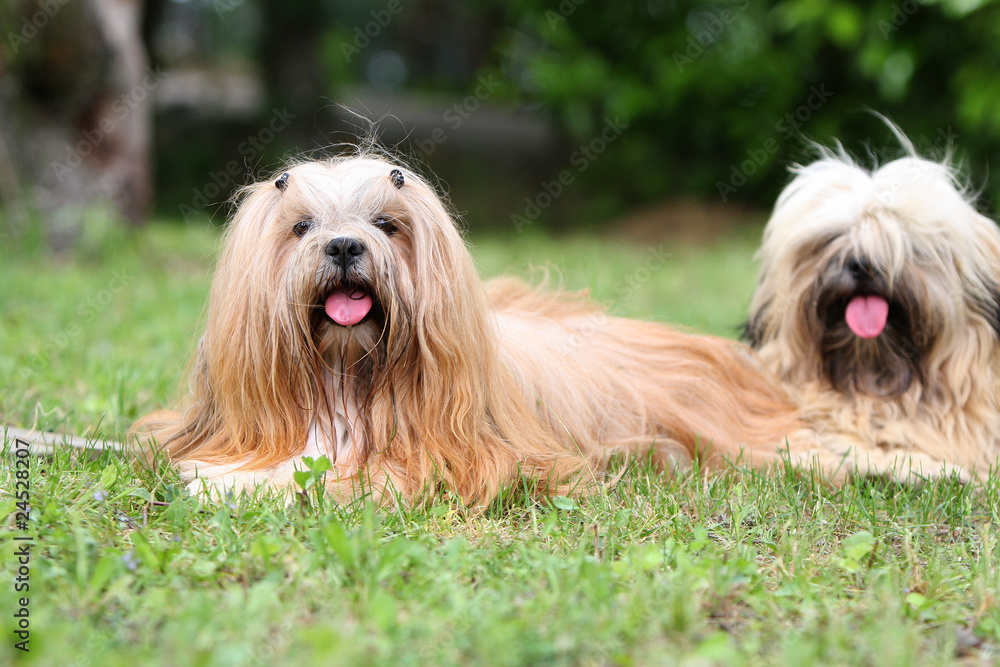 deux lhassa apso très différents deux lhassa apso très différents