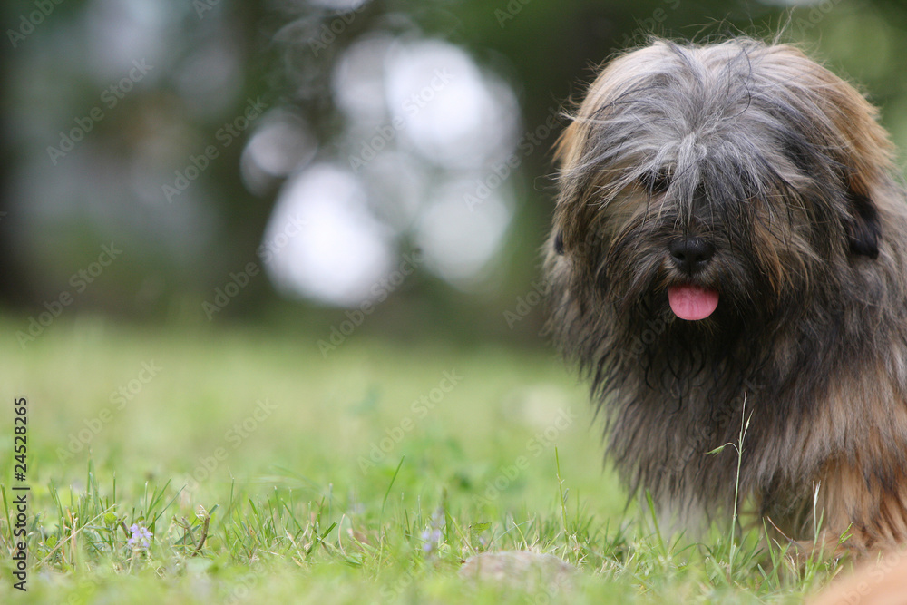 tête excentrée d'un lhassa apso