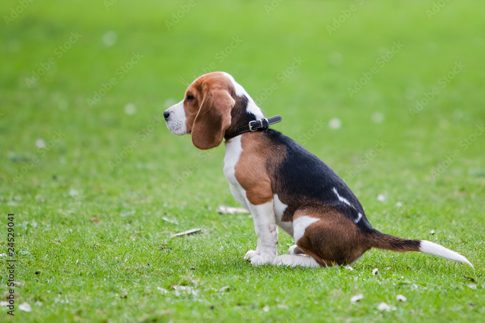 Beagle sitting on green grass