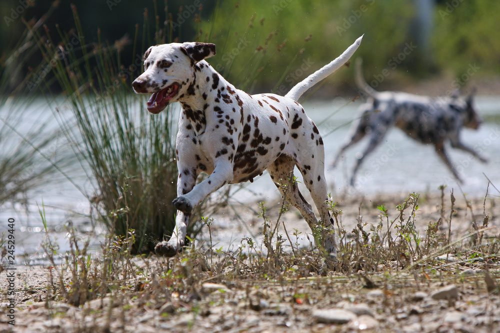 dalmatiens sur la berge de l'étang