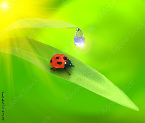 Ladybird over green background © Ilona Baha
