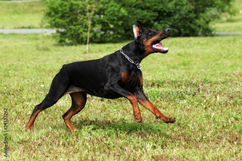 dog Doberman Pinscher running 