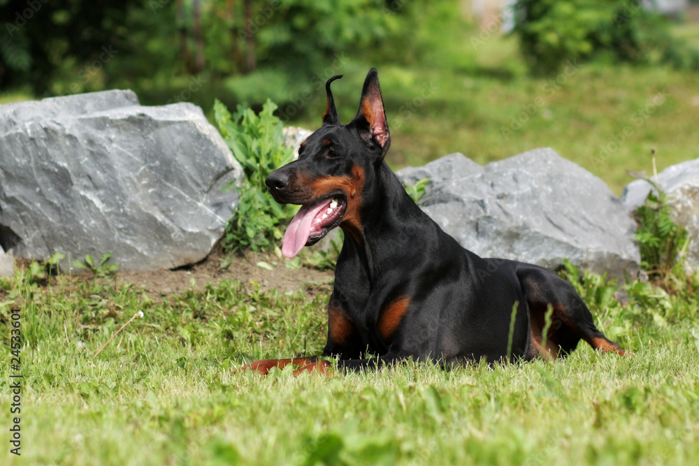 purebred Doberman dog lies near the stones