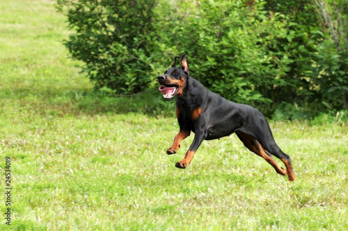 dog Doberman Pinscher running at a gallop © Anna Goroshnikova