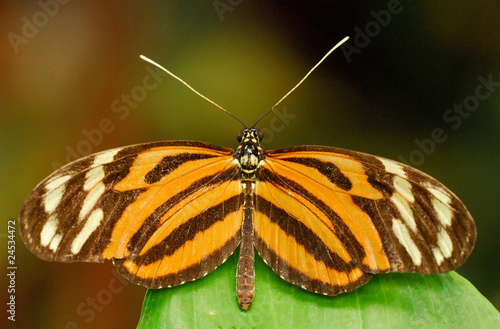 Schmetterling © haitaucher39
