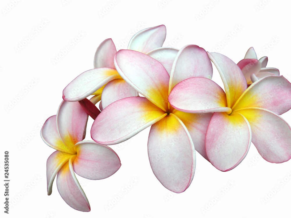 Fototapeta premium Frangipani vor weißem Hintergrund
