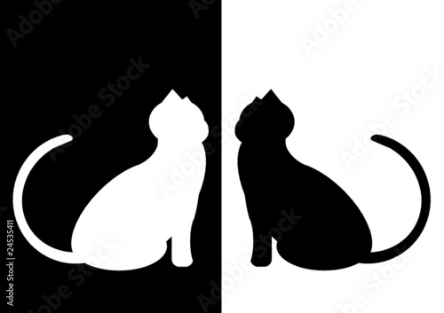 black and white cat