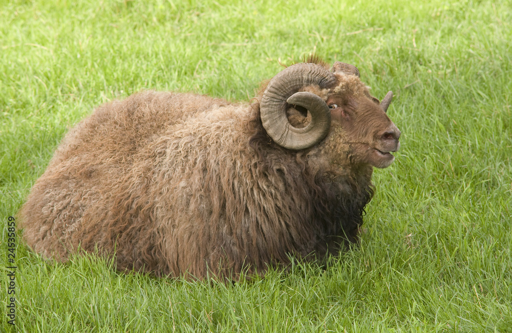 Naklejka premium Sheep in the grass