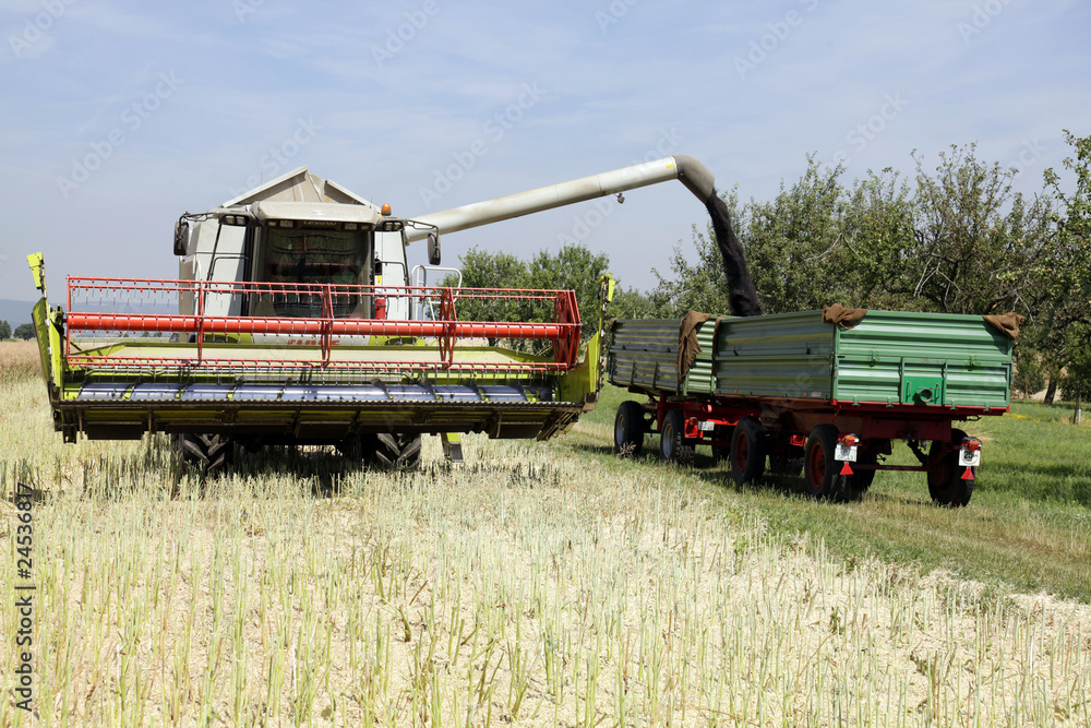 Fototapeta premium rapsernte 12