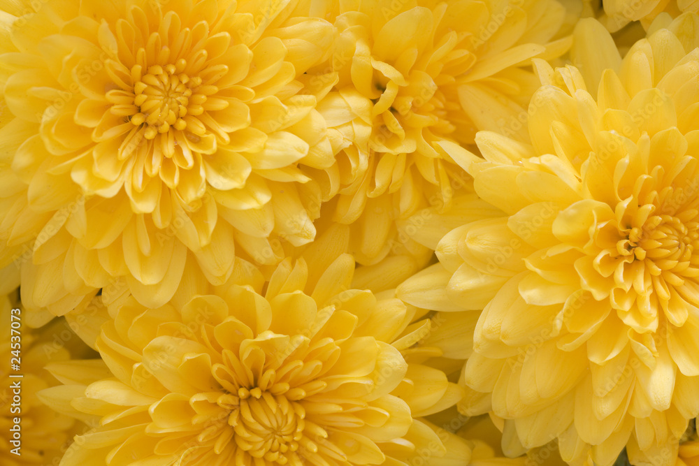 chrysanthemums yellow chrysanthemums yellow