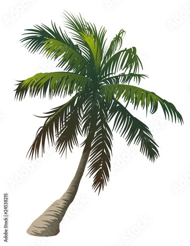 Palm
