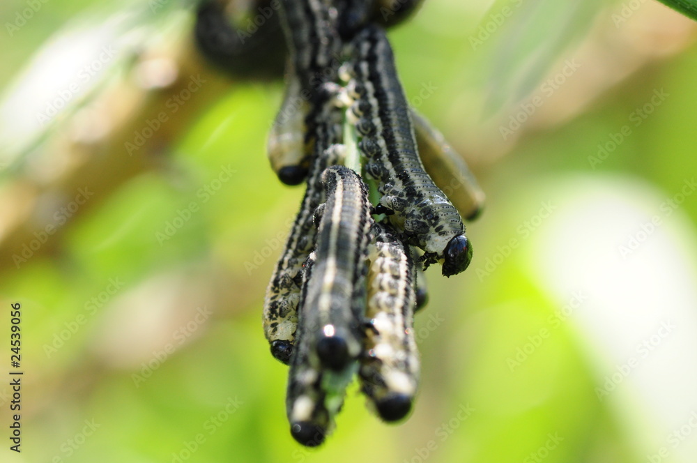Fototapeta premium Kiefernbuschhornblattwespe