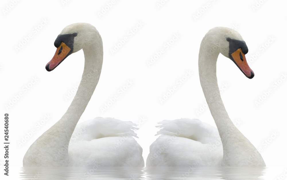 Two swans and water.