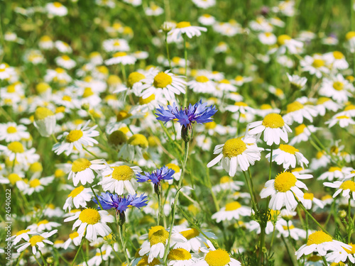 daisy field