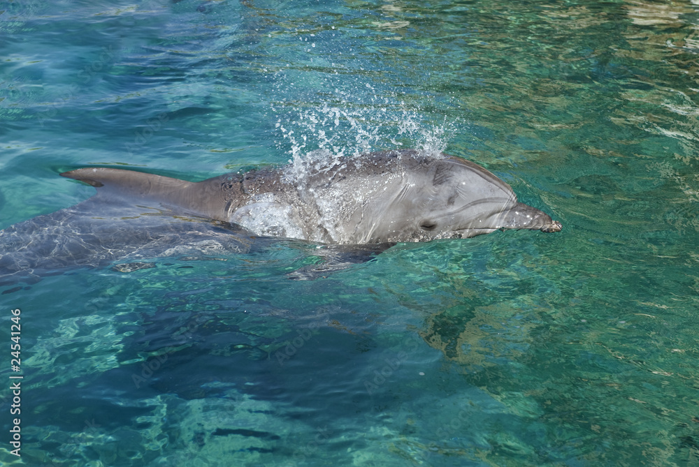 Obraz premium bottle-nosed dolphin