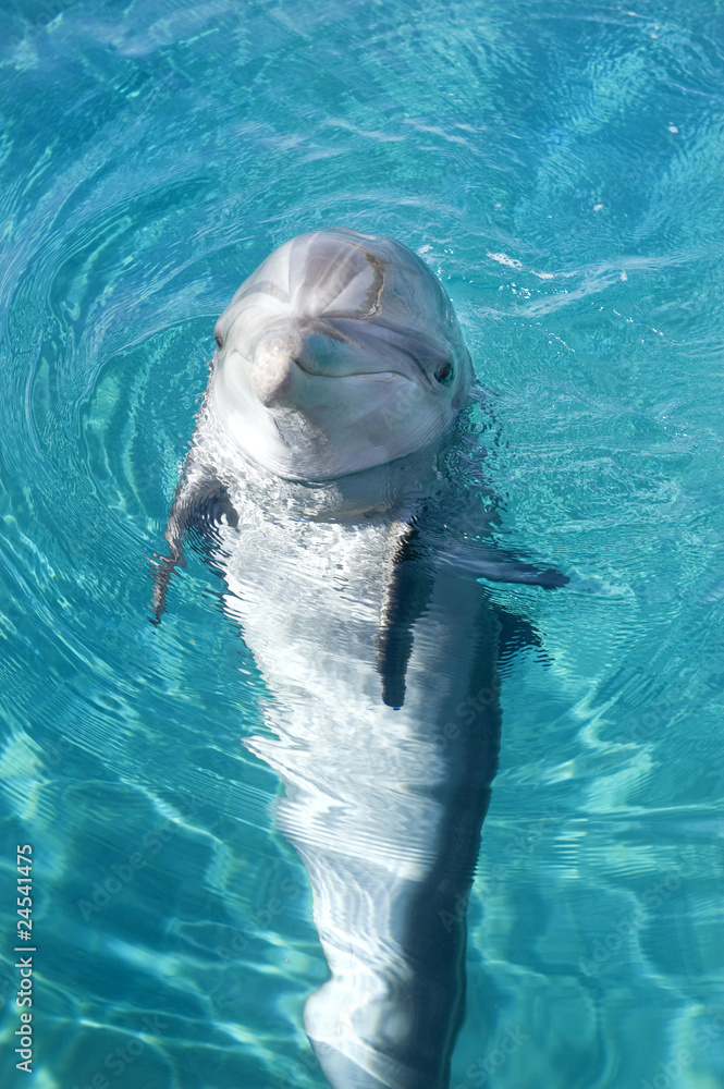 Obraz premium bottle-nosed dolphin