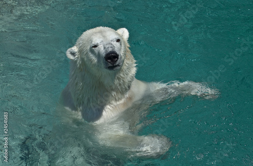 Polar bear swims in the pool