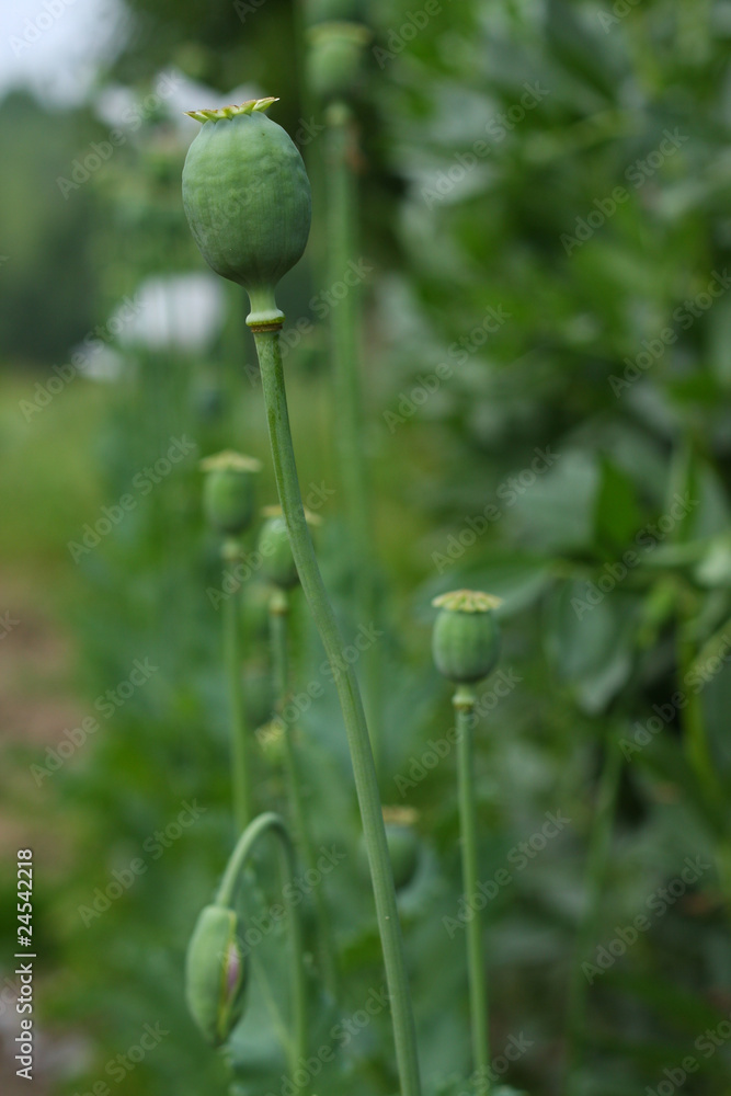 Opium poppy Opium poppy