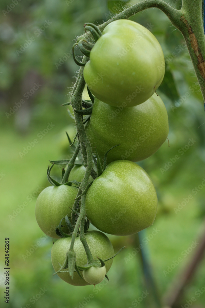 Green tomatoes Green tomatoes