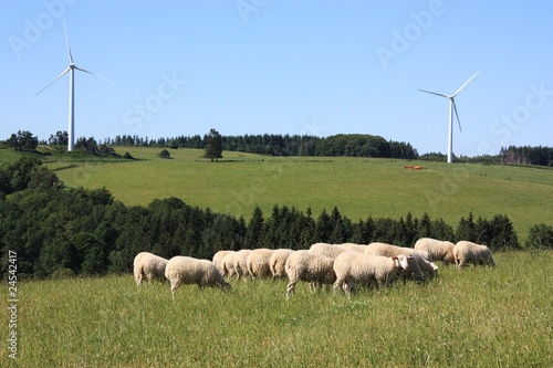 Sheep grazing near wind turbines
