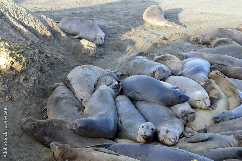 elephant seal pod elephant seal pod