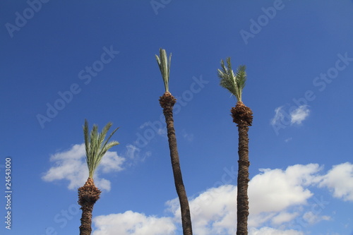 Gestutzte Palmen in den Menara-Gärten, Marrakesch - Marokko photo