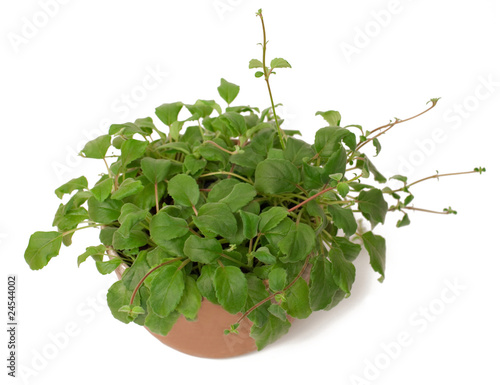 Alsobia in a pot photo