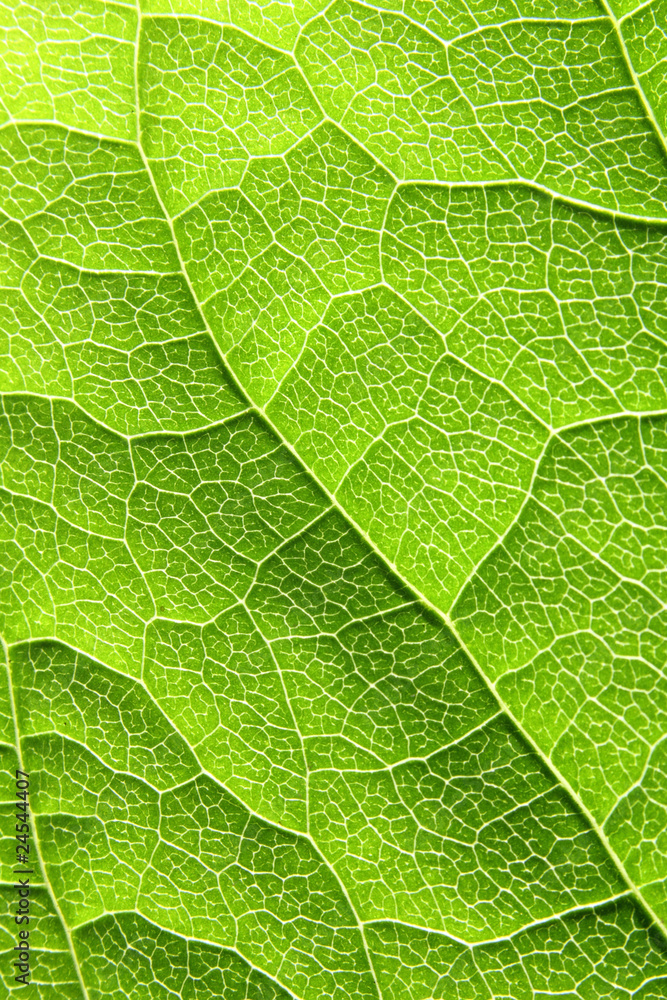 Fototapeta zielony liść