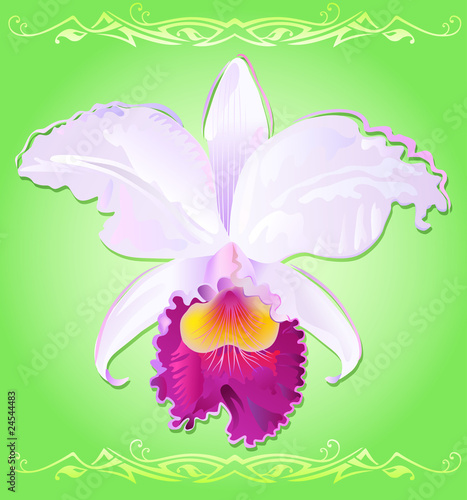 Vector illustration of orchid Cattleya Trianae photo