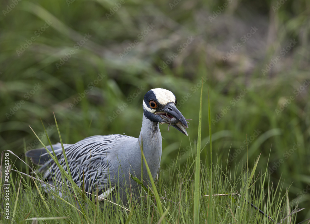 Obraz premium Yellow-crowned night-heron (Nyctanassa violacea) in grass