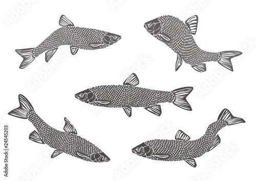 Рыбы / Fishes