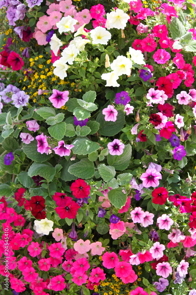 mur de fleurs mur de fleurs