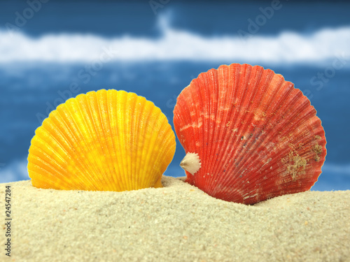 Colored shells on beach