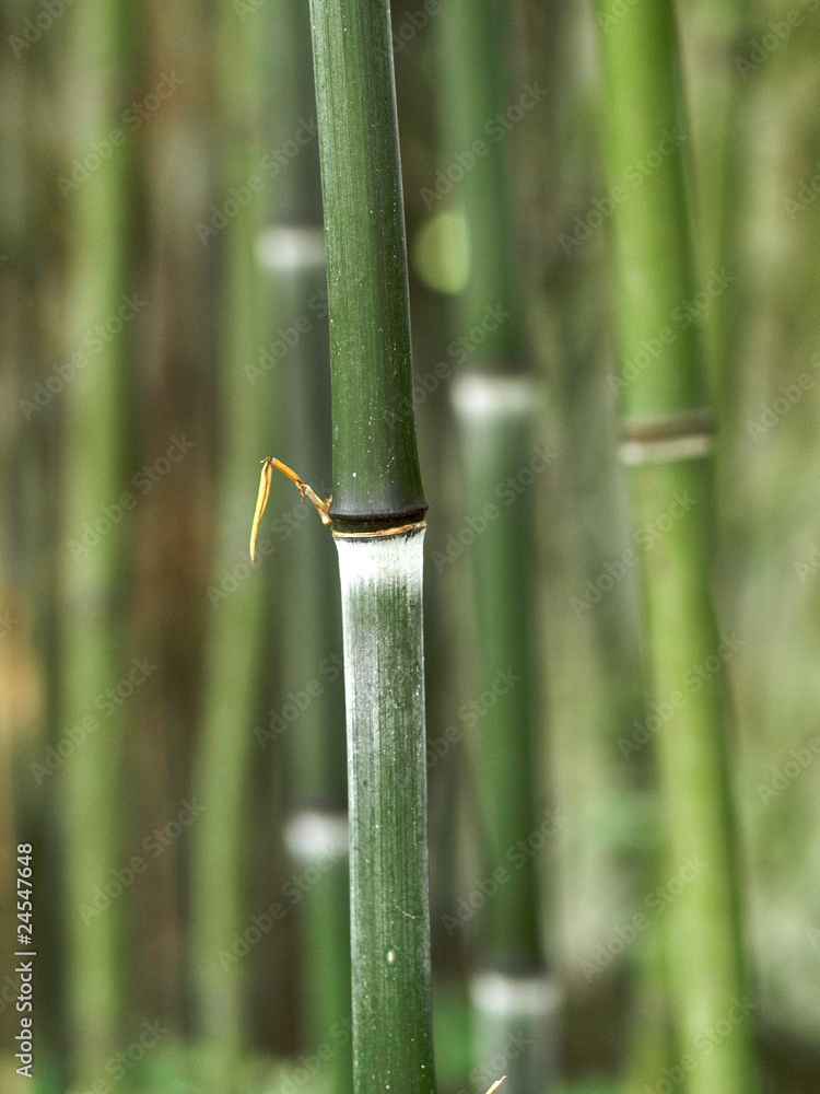 Fototapeta premium Bambus