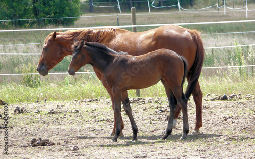 Pferd Stute mit Fohlen photo