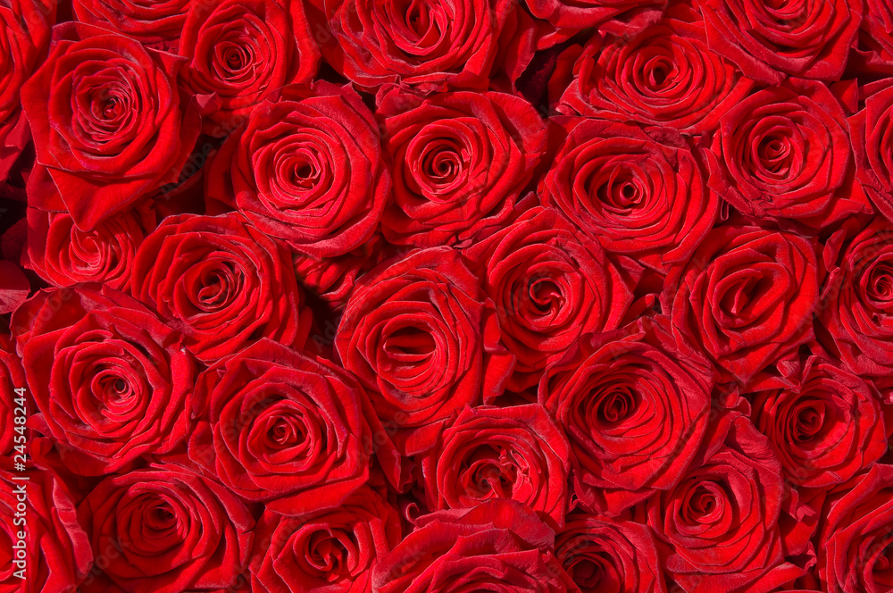 Rote Rosen, Symbol für Liebe, Rosenstrauß Stock-Foto | Adobe Stock