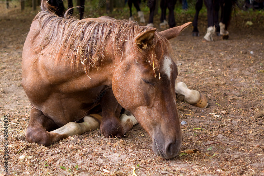 Fototapeta premium Pferdetraum