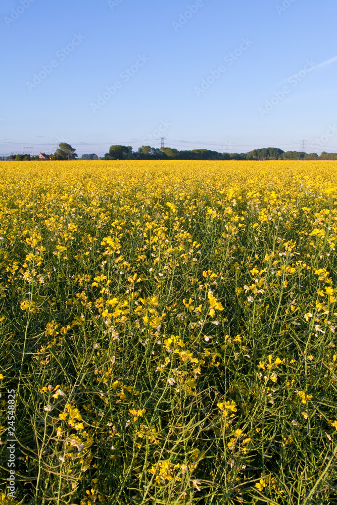 Field with yellow rapeseed flowers